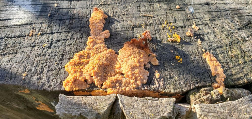 Slime mold on Tulip Tree Stump