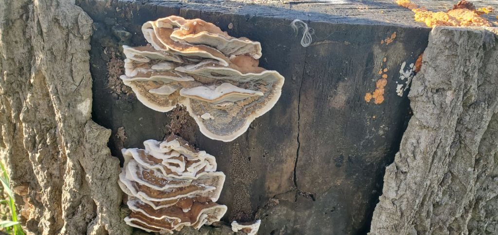 Mushrooms on Tulip Tree Stump.