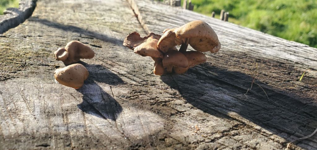 Mushrooms on Tulip Tree Stump.