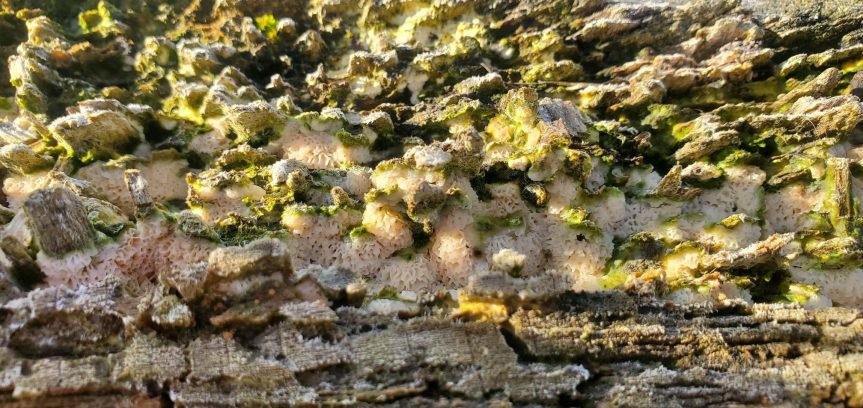 Fungus on Tulip Tree Stump