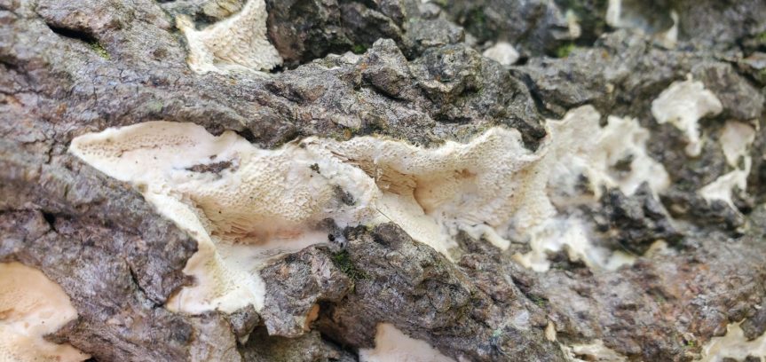 Fungus on Tulip Tree Stump